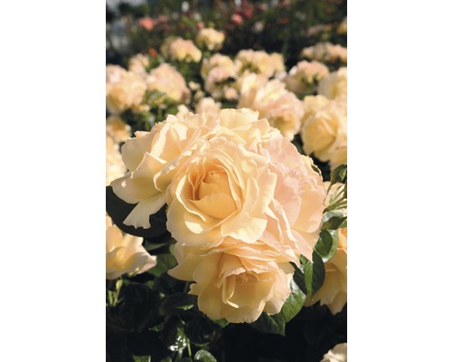 Gros plan de roses jaunes dans le jardin