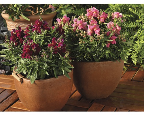 Deux mufliers en pot sur une terrasse en bois.