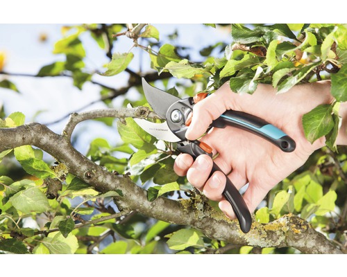 Sécateur en cours d''utilisation pour tailler une branche