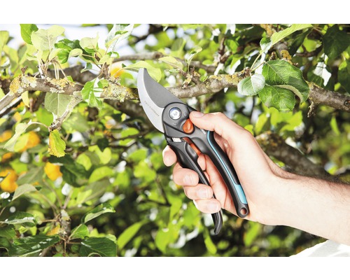 Sécateur en utilisation sur un arbre