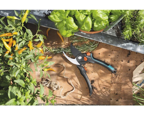 Scène de jardin avec des herbes aromatiques, des légumes et un sécateur sur une planche en bois