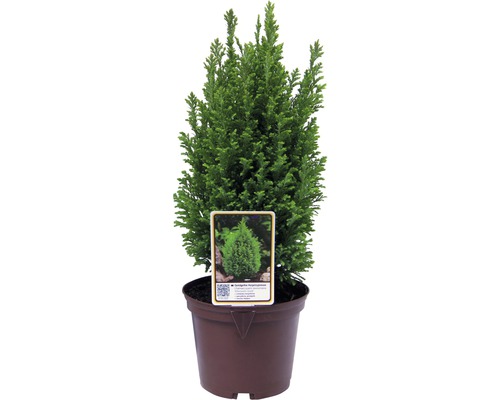 Faux cyprès FloraSelf Chamaecyparis lawsoniana 'Ellwood's Gold' H 20-30 cm Co 2 L Chamaecyparis obtusa ''Nana Gracilis'' dans un pot