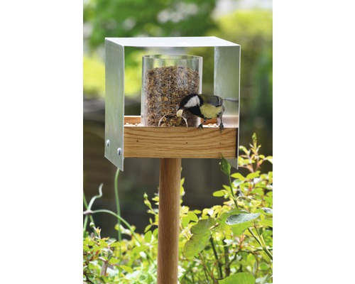 Oiseau sur une mangeoire en bois, acier inoxydable et verre acrylique avec des graines