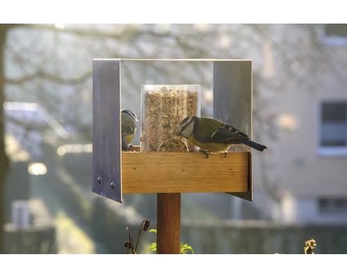 Mangeoire à oiseaux avec deux mésanges bleues
