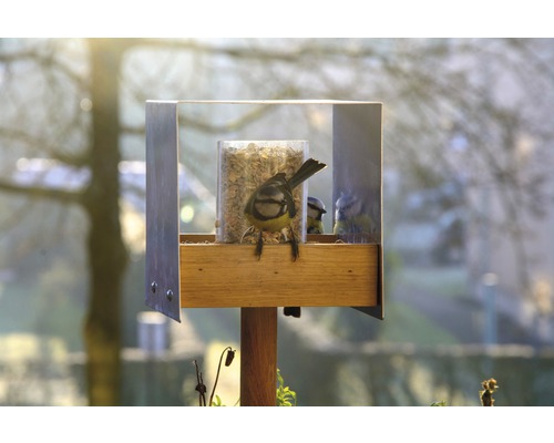 Mangeoire à oiseaux avec mésange bleue et nourriture
