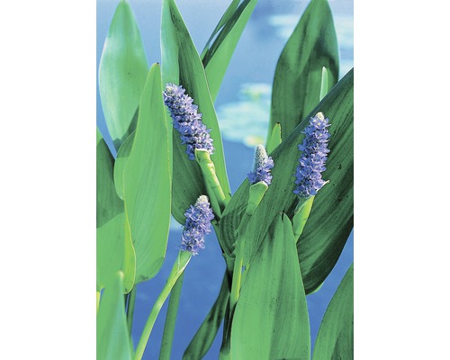 Sumpf-Fingerkraut FloraSelf Pontederia cordata 'Lanceolata' H 10-100 cm Co 0,6 L Hechtkraut mit grünen Blättern und lila Blüten für Gartenteiche