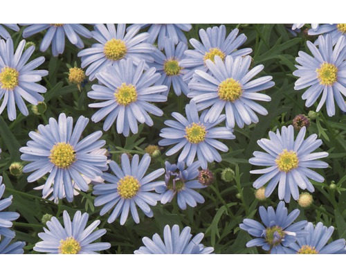 Gros plan de fleurs d''aster bleues avec des centres jaunes.