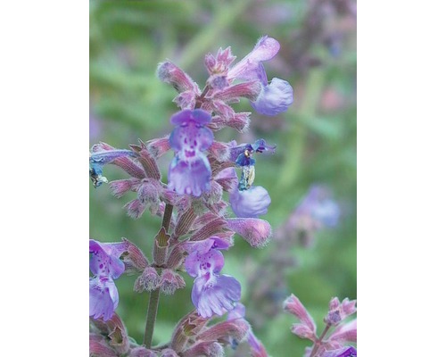 Herbe aux chats FloraSelf Nepeta x faassenii 'Walker's Low' h 5-30 cm Co 0,5 l Gros plan de la plante de cataire en fleurs