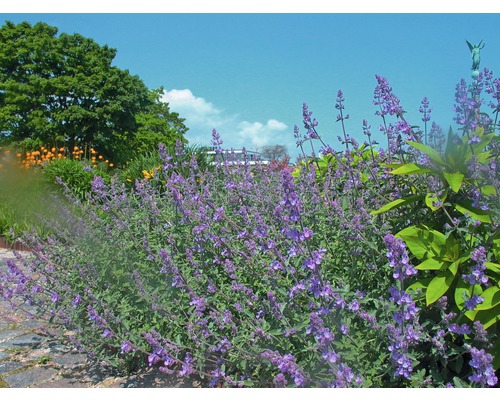 Katzenminze FloraSelf Nepeta faassenii H 5-40 cm Co 0,5 L Katzenminze FloraSelf Nepeta faassenii H 5-40 cm Co 0,5 L