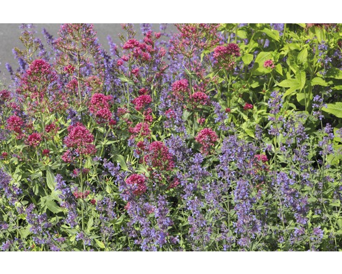 Herbe aux chats FloraSelf Nepeta faassenii 'Six Hills Giants' h 5-40 cm Co 0,5 l