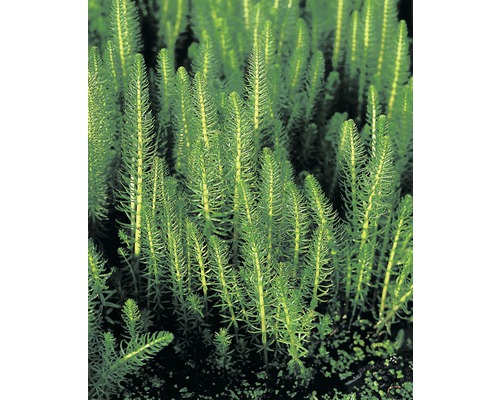 Hippuris vulgaris FloraSelf H 10-20 cm Co 3 L