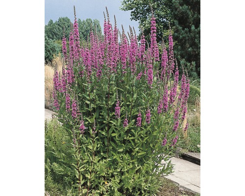 Blühende Lythrum salicaria Pflanze im Garten.