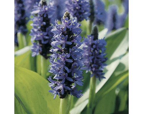 Pontédérie à feuilles en cœur FloraSelf Pontederia Cordata H 15-25 cm Co 0,6 L Fleur d''iris bleu en détail