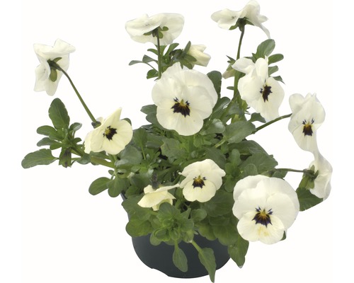 Hornveilchen 'viola cornuta' weiss 9er Topf