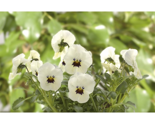 Pensées blanches à centre foncé
