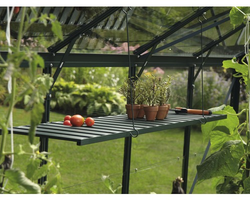 Vue intérieure d''une serre avec étagère, plantes et tomates