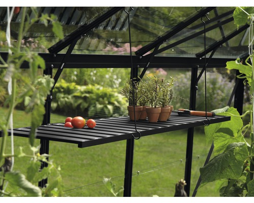 Gewächshaus Innenansicht mit Regal, Tomaten und Kräutertöpfen