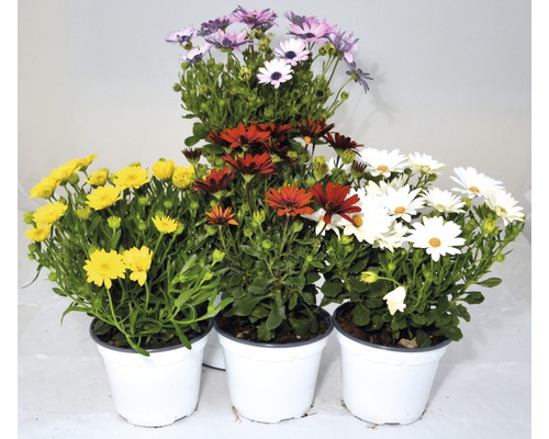 Marguerites du Cap multicolores dans des pots blancs.