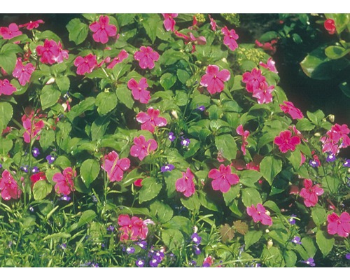 Parterre avec impatientes et lobélias dans le jardin
