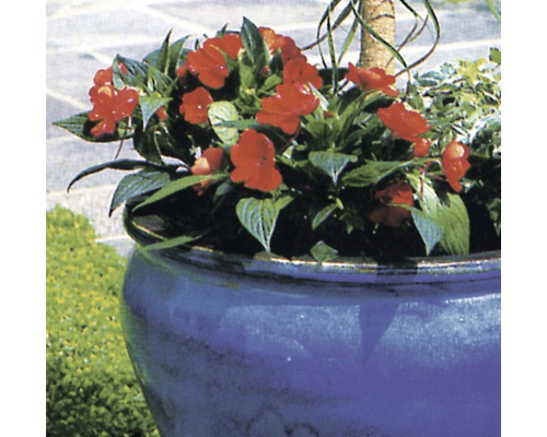 Pot de fleurs en céramique avec fleurs rouges