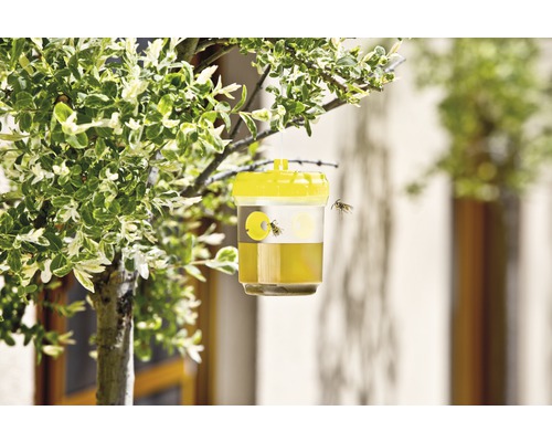 Gelbe Wespenfalle hängt an einem Baum zur Schädlingsbekämpfung
