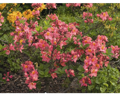 Azaleenstrauch mit Blüten im Garten