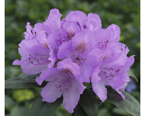 Rhododendron des Alpes à grosses fleurs FloraSelf Rhododendron Hybride violet H 50-60 cm Co 7 L
