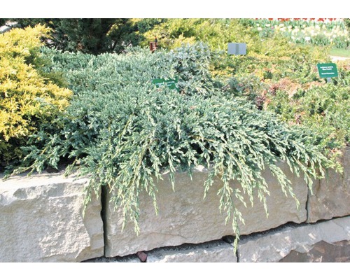 Genévrier écailleux FloraSelf Juniperus squamata 'Blue Carpet' H 20-30 cm Co 2 L Genévrier rampant dans la plate-bande