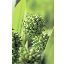 Inflorescences vertes de Kniphofia