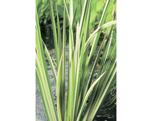 Acore odorant multicolore FloraSelf Acorus calamus 'Variegata' H 10-80 cm Co 3 L Gros plan de plantes aquatiques rayées vert et blanc