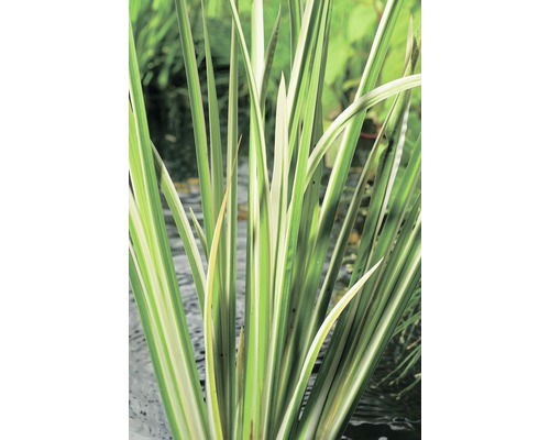 Bunter Kalmus FloraSelf Acorus calamus 'Variegata' H 10-80 cm Co 3 L