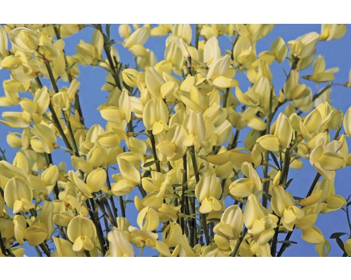 Fleur jaune sur fond bleu