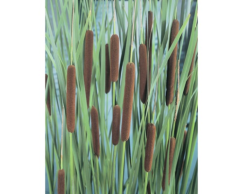 Massette à larges feuilles FloraSelf Typha latifolia H 10-120 cm Co 3 L
