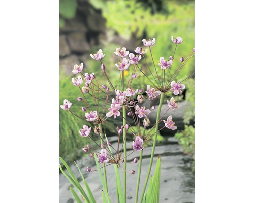 Schwanenblume/ Blumenbinse FloraSelf Butomus umbellatus H 10-70 cm Co 3 L