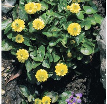 Blühende Sumpfdotterblume im Gartenbeet