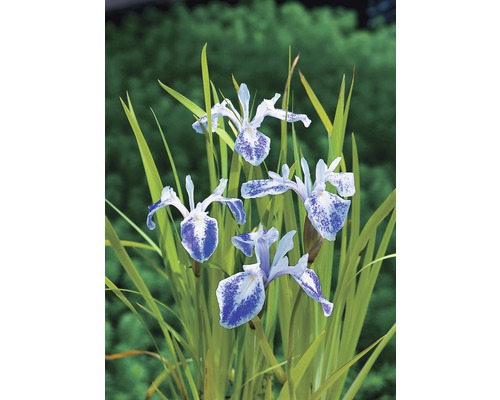 Wasserschwertlilie FloraSelf Iris laevigata 'Mottled Beauty' H 10-70 cm Co 3 L