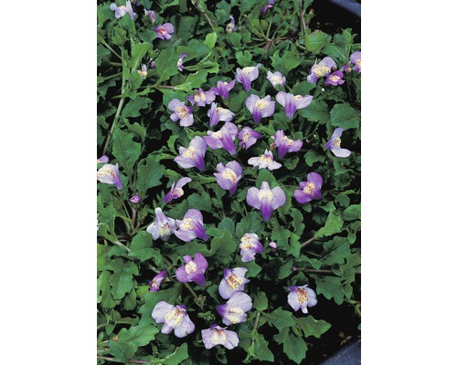 Mazus rampant FloraSelf Mazus reptans blau H 10-15 cm Co 2,5 L Plant de némésie fleurie avec des feuilles