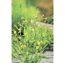 Fleur de coucou jaune dans le jardin