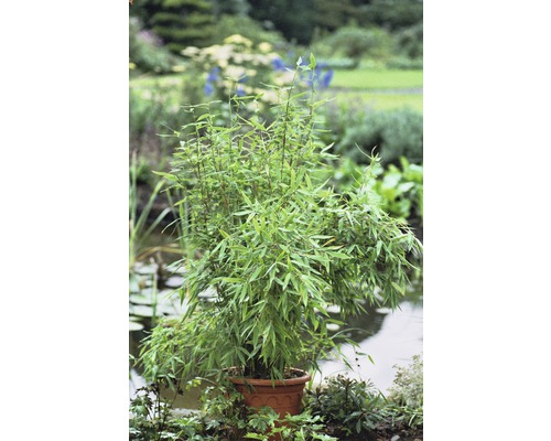 Bambou parapluie FloraSelf Fargesia murielae 'Neue Generation' H 80-100 cm Co 7,5 L