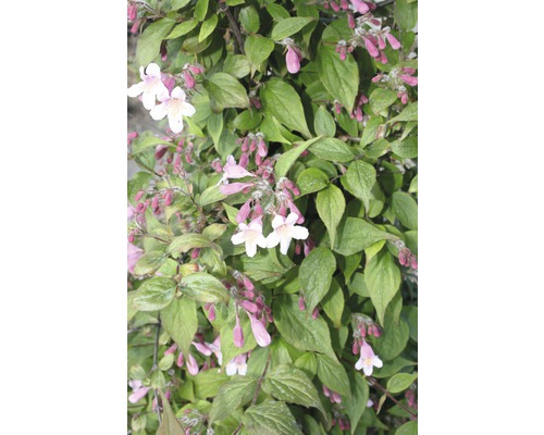 Arbuste à fleurs avec feuilles et fleurs