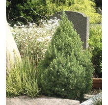 Épicéa nain conique pour la conception de tombes