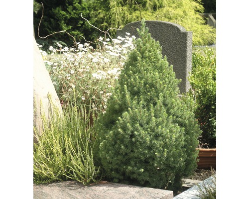 Épicéa nain conique pour la conception de tombes