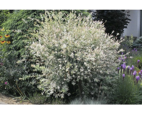 Harlekinweide, Zwergweide weissbunt Stämmchen FloraSelf Salix integra 'Hakuro Nishiki' Stammhöhe ca. 100-125 cm Co 7,5 L Harlekinweide im Garten