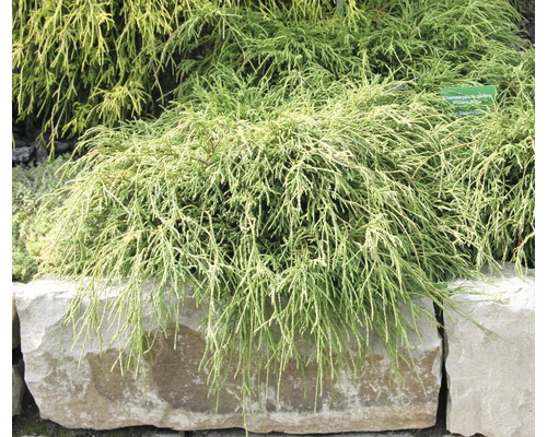 Chamaecyparis pisifera ''Filifera Nana'' bonsaï de cyprès dans le jardin