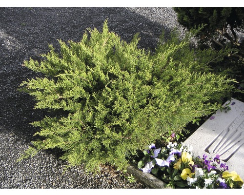 Genévrier vert arbustif FloraSelf Juniperus media Mint Julep 30-40 cm Co 5 L