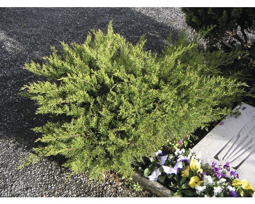 Genévrier vert arbustif FloraSelf Juniperus media Mint Julep 30-40 cm Co 5 L Juniper dans le jardin