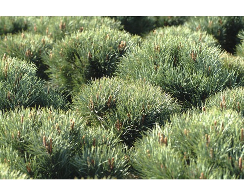 Gros plan sur des pins nains dans le jardin.