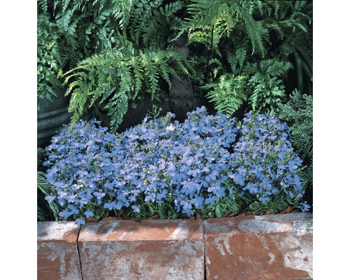 Blauer Blühpolster im Gartenbeet