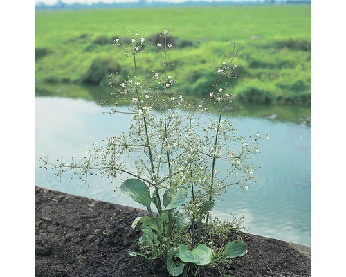 Plantain d'eau à feuilles rondes FloraSelf Alisma parviflora H 10-80 cm Co 0,6 L