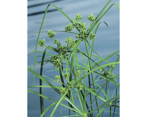 Cyperus à feuilles alternes FloraSelf Cyperus alternifolius pot Ø 9 cm